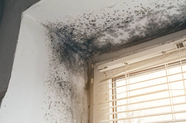 Affordable Mold Removal solutions in Capron, VA