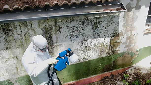 Top rated local Mold Removal specialists in Capron, VA